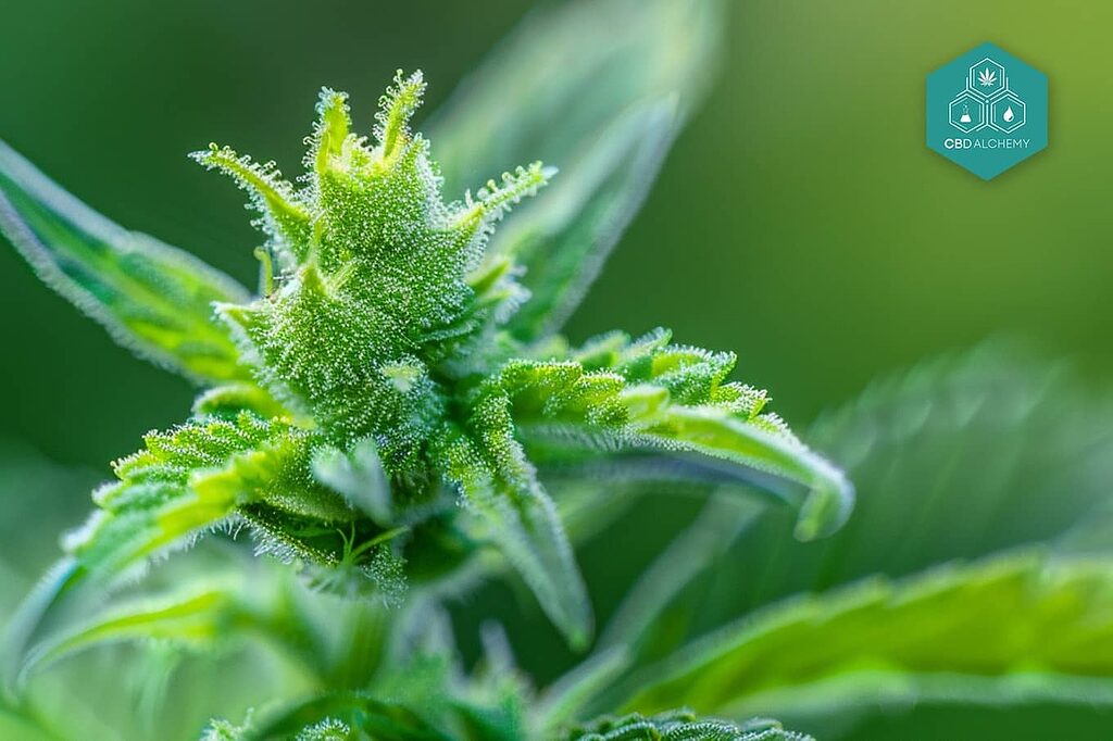 CBD flower trichomes glistening under macro lens.