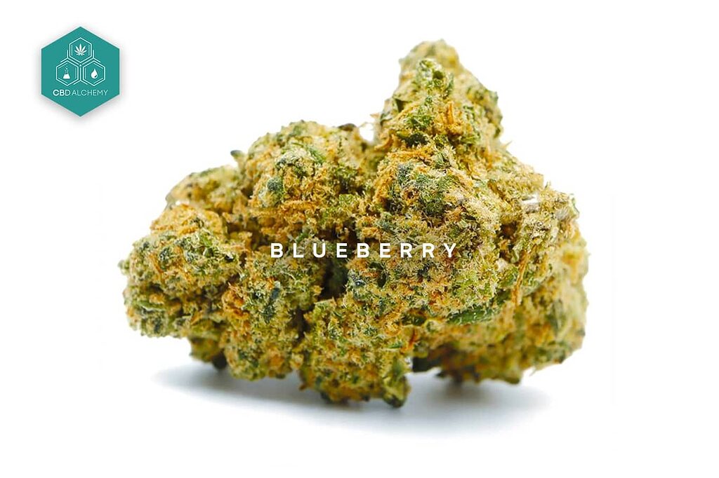 Aromatic Blueberry CBD flower with distinctive purple hues.