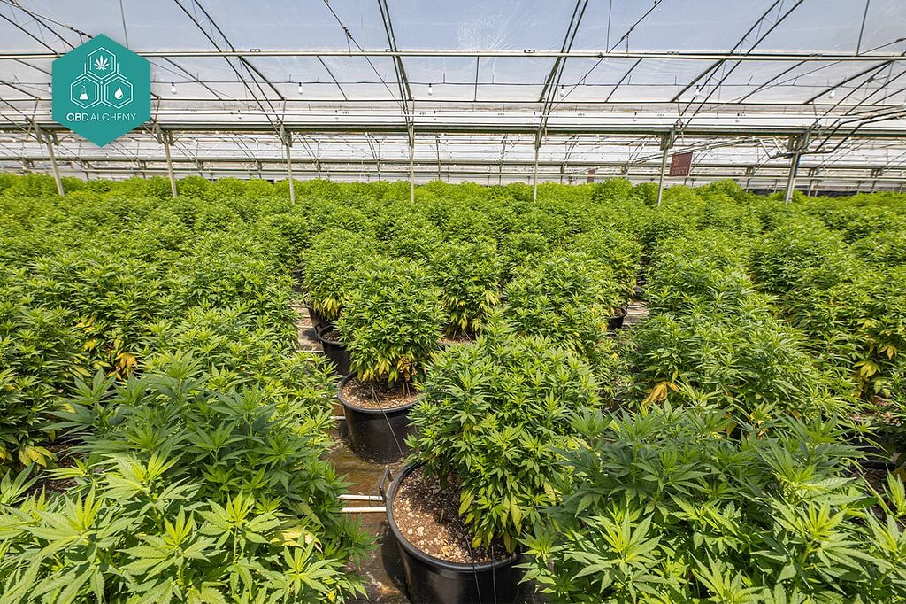 CBD Alchemy's state-of-the-art cultivation facility.