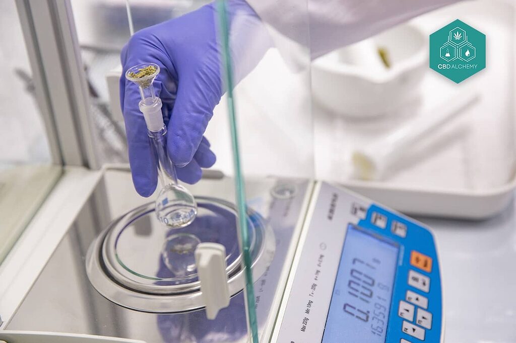 Lab technician analyzing CBD content in flower samples.