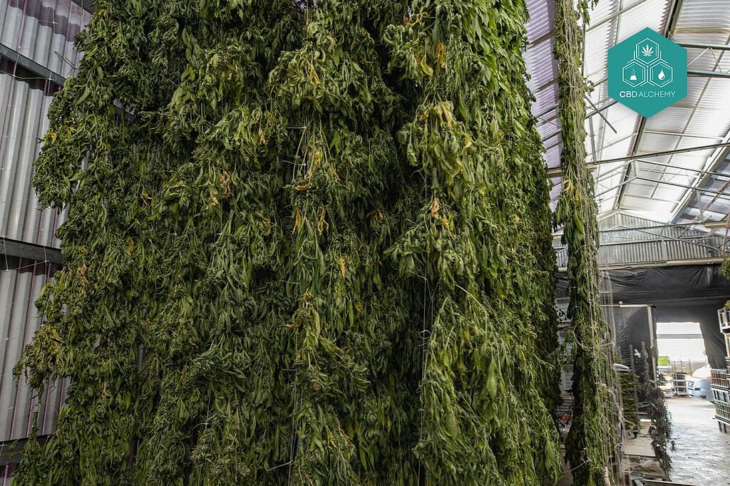 Cogollos de CBD recién cosechados secándose en bastidores.