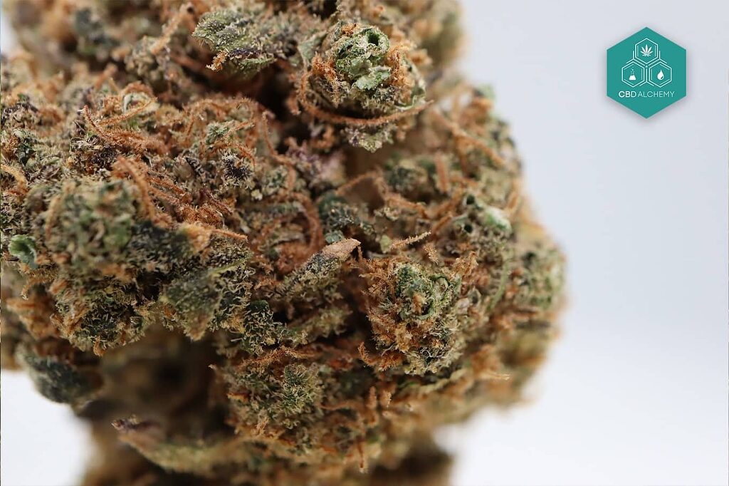 Diversas proporciones de CBD:THC en la selección de flores de CBD Alchemy.