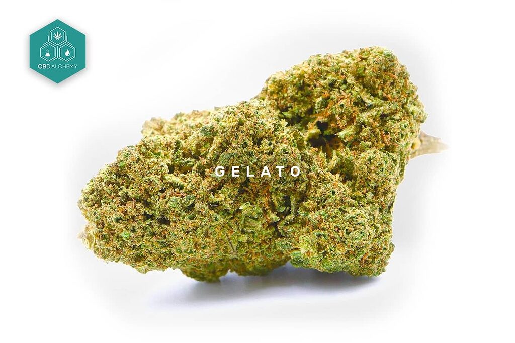 Las flores de CBD de Gelato muestran colores vibrantes.