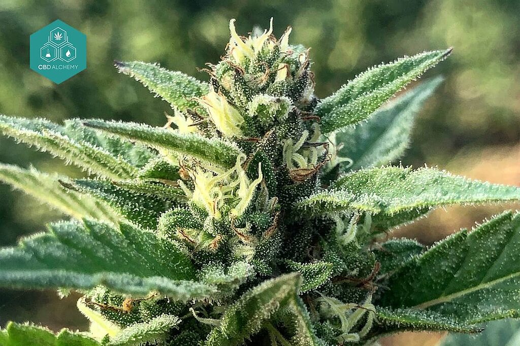 Organic CBD flower grown under optimal conditions.