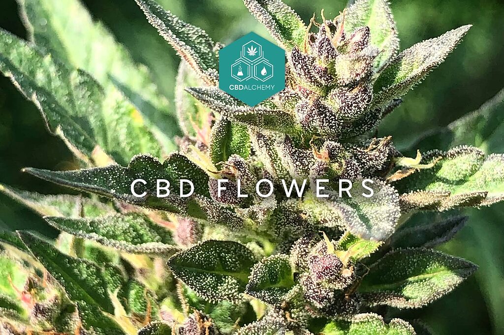 Flores de CBD de alta calidad para relajarse.