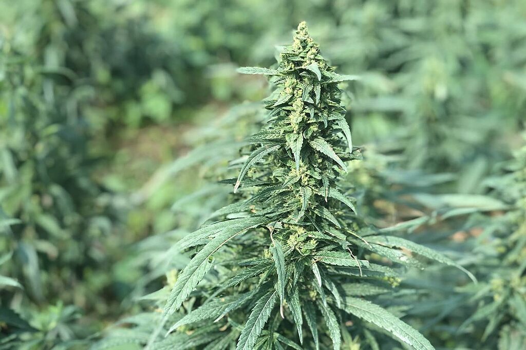 CBD flower buds rich in cannabinoids.