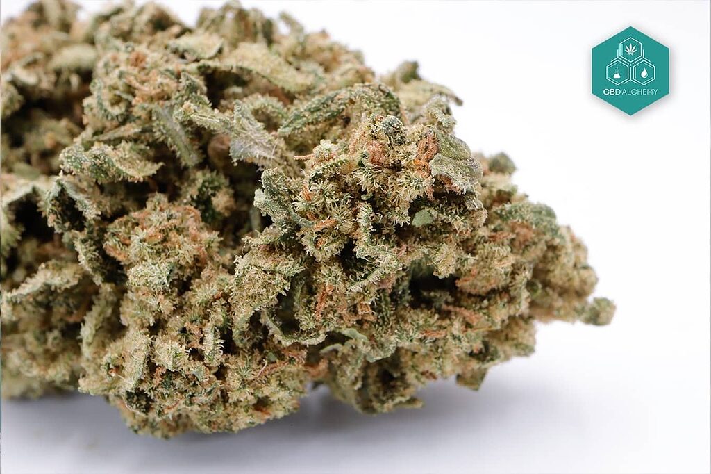 CBD flower buds rich in cannabinoids.