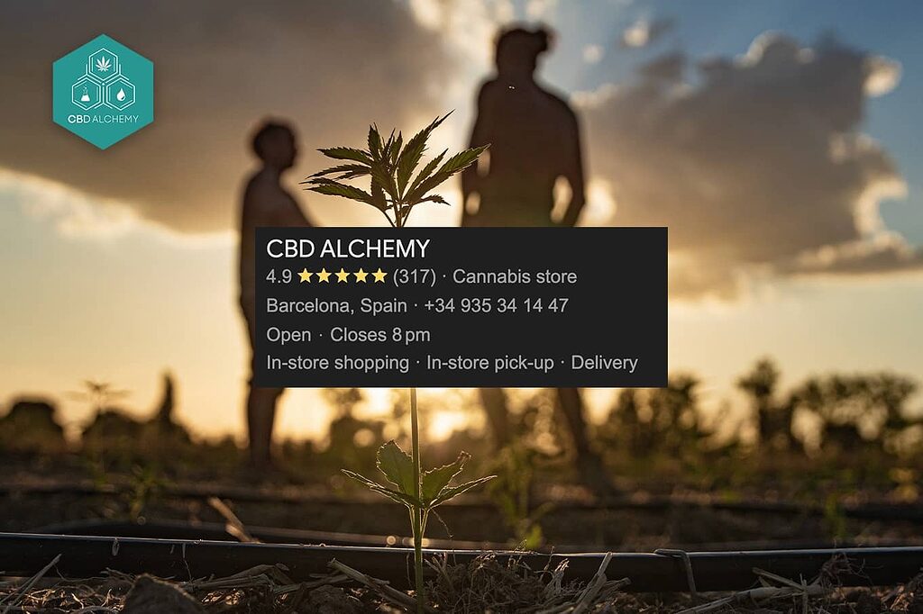 Customer reviewing CBD Alchemy's premium hemp flower selection.