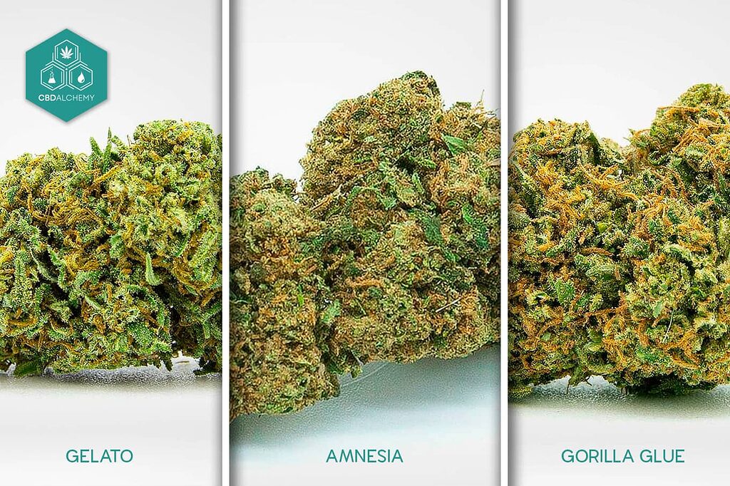 Terpene-rich hemp buds enhancing the entourage effect.