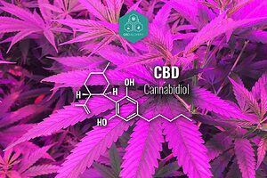 Molecular structure of cannabidiol (CBD).