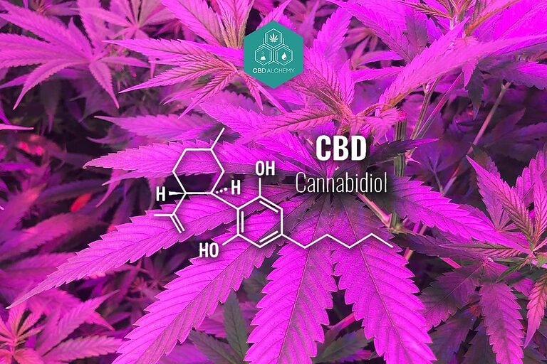 Molecular structure of cannabidiol (CBD).