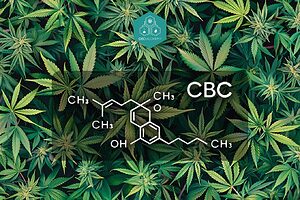 Molecular structure of CBC: the key to its therapeutic properties.