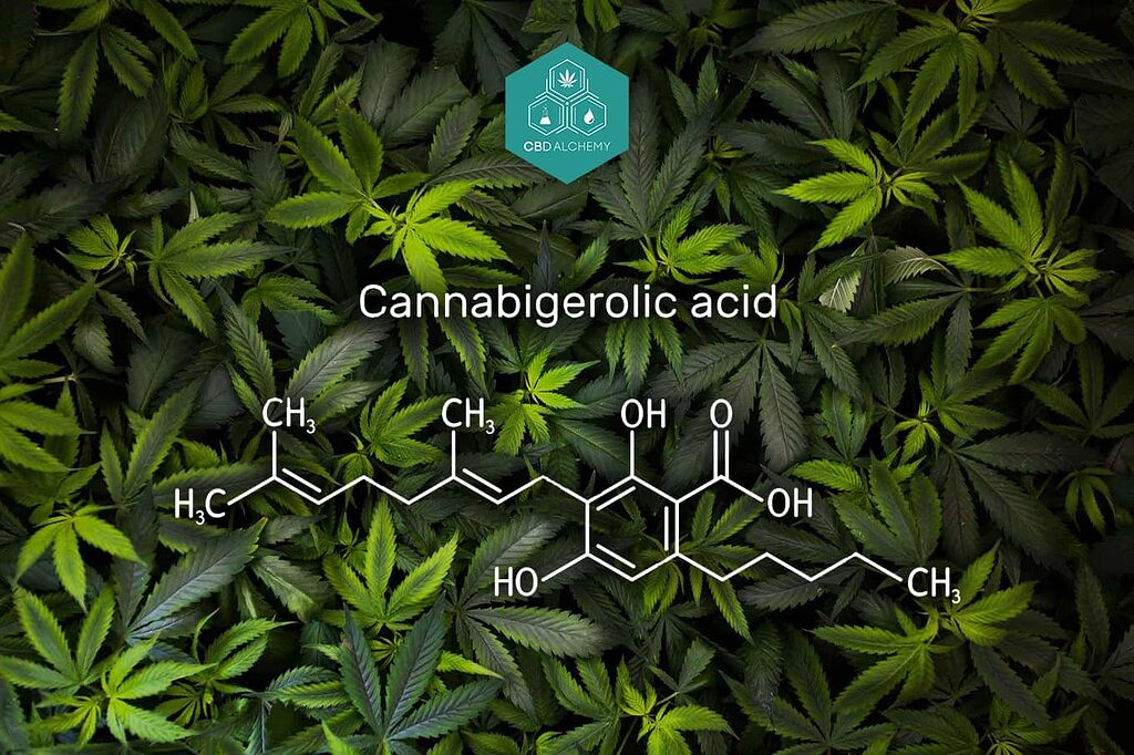 Structure moléculaire du CBGA : Le précurseur des principaux cannabinoïdes.