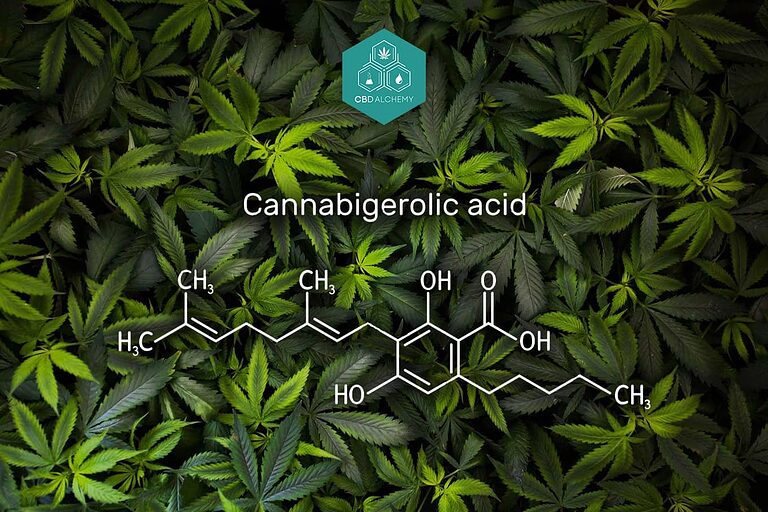 CBGA molecular structure: The precursor to major cannabinoids.