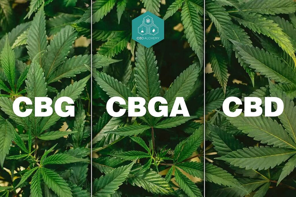 Tabella di confronto: CBGA vs CBG vs CBD.