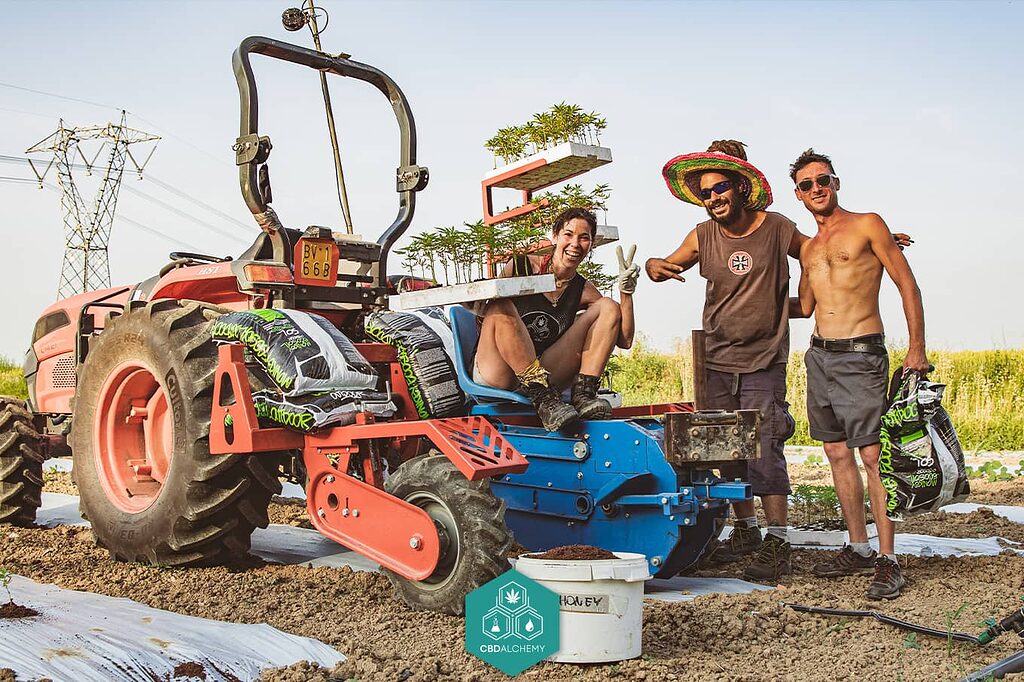 Nuestro equipo de control de calidad de las flores de CBD trabajando.