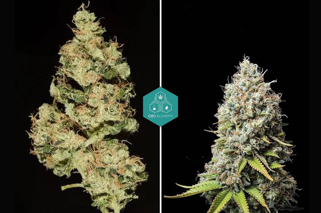 Popular sativa strains: Sour Diesel, Jack Herer, and Green Crack.