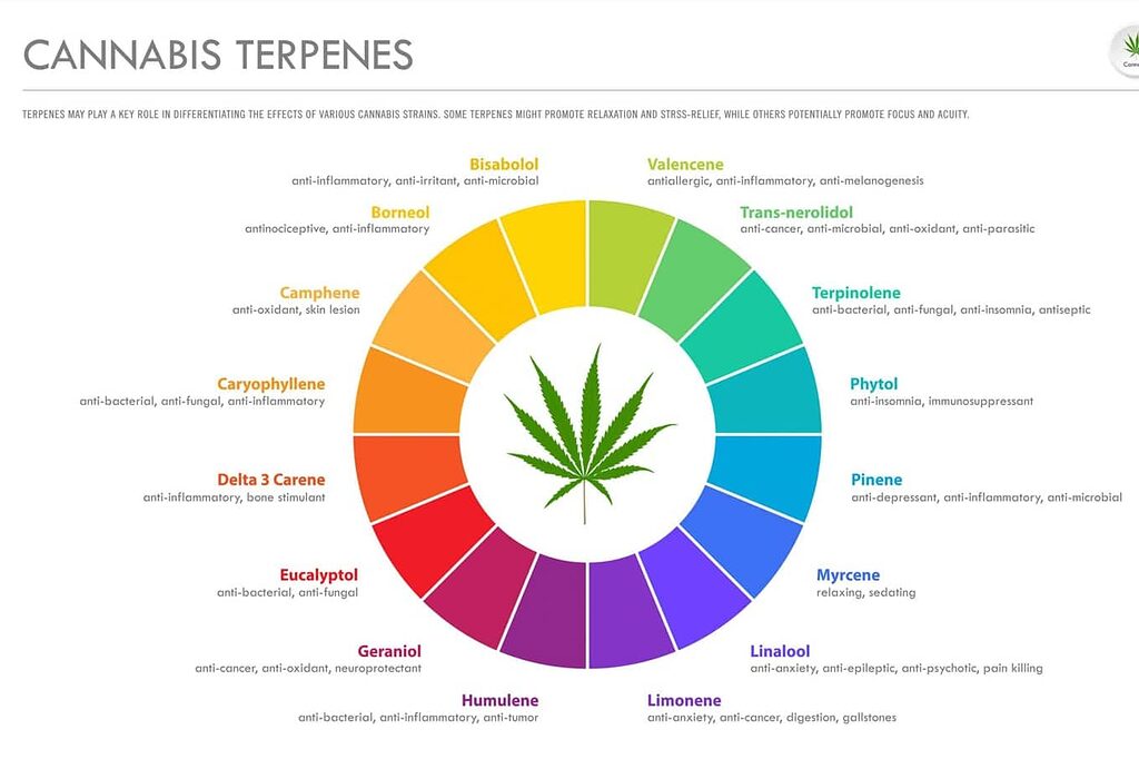 Cannabis terpenes chart showing common types and their effects.