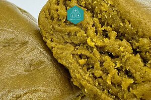 Golden trichomes of authentic Moroccan double zero hashish.