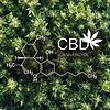 CBD molecule structure: The foundation of natural wisdom.