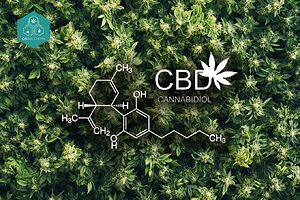 CBD molecule structure: The foundation of natural wisdom.