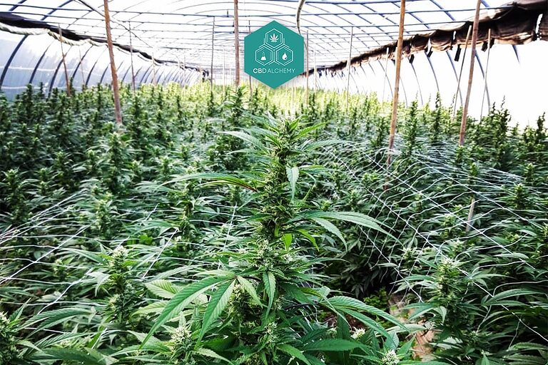 At CBD Alchemy we follow organic farming practices.