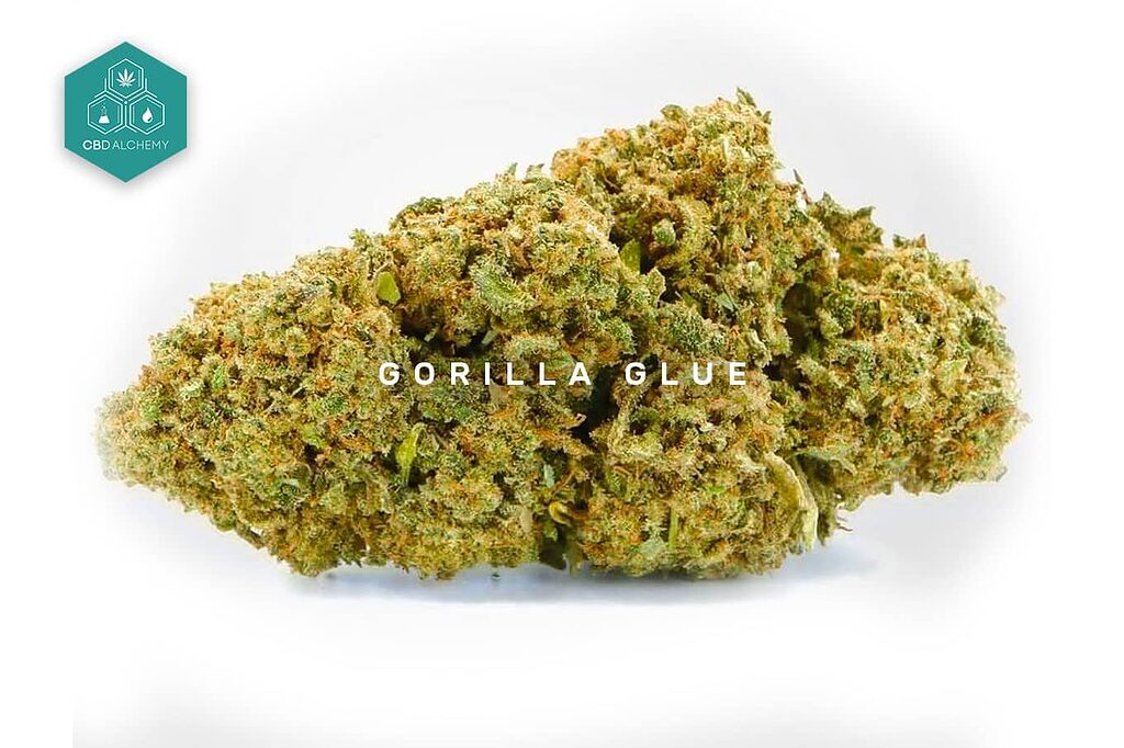 Fiore CBD Gorilla Glue di alta qualità con il caratteristico aroma di pino e cioccolato.