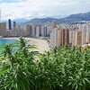 CBD Shop in Benidorm: Variety of natural products.