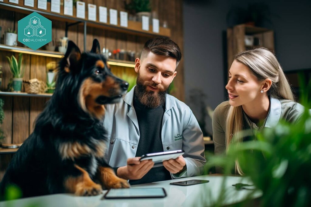 Veterinarians often discuss CBD oil as a treatment option.