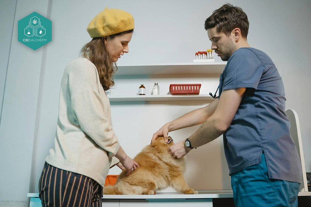 A veterinarian discussing cannabinoid oil safety with a pet owner.