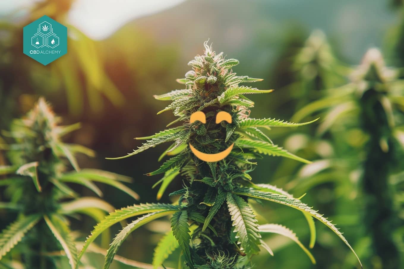 420 Friendly Explained Origins & Modern Usage