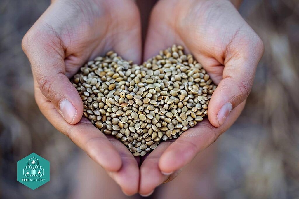 Una disposición en forma de corazón de semillas de cáñamo, símbolo de los beneficios para la salud del corazón.