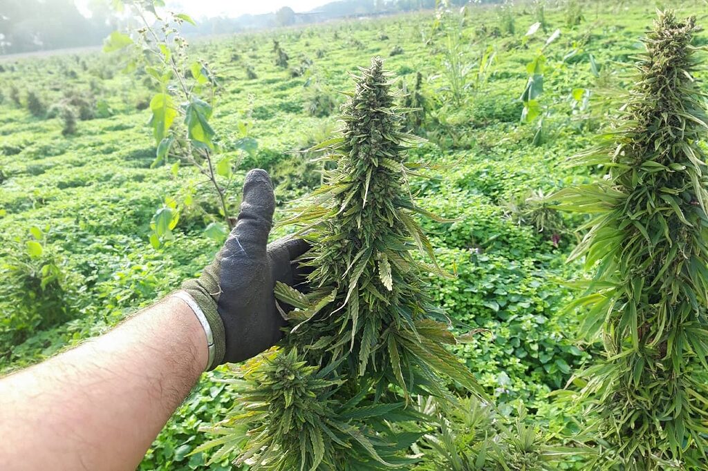 Every CBD flower is cultivated with precision and care.