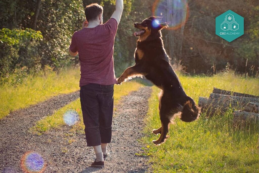 Monitoring a dog's response to CBD.