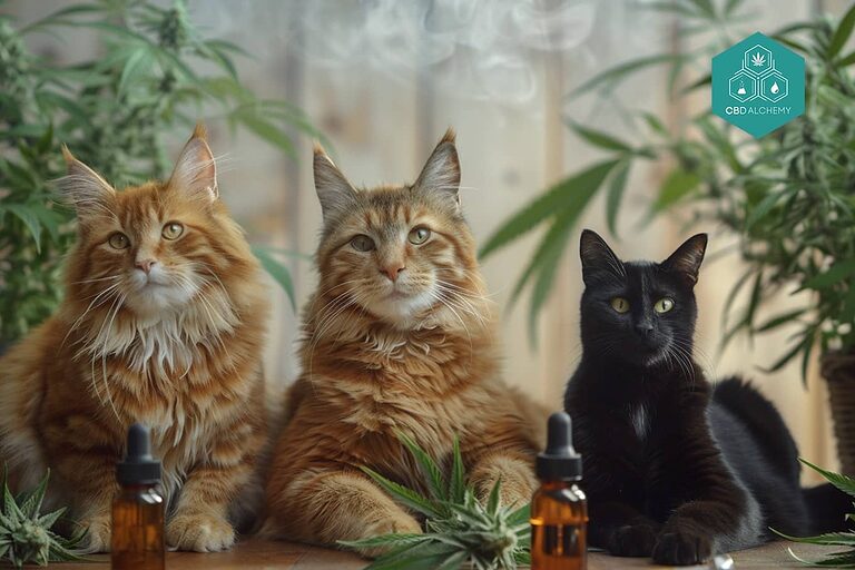 CBD for cats 5% is ideal for small cats, offering a balance between efficacy and safety.