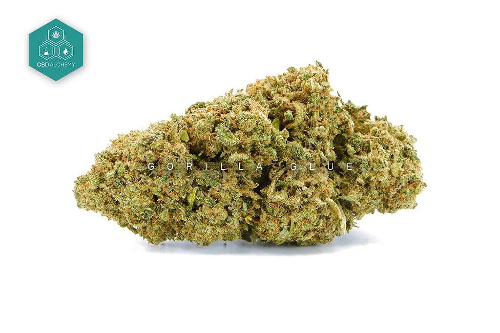 La varietà di Gorilla CBD mostra tricomi appiccicosi, bestseller nei mercati europei.