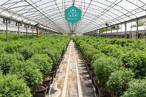 Flowering hemp: the source of our CBD oil.