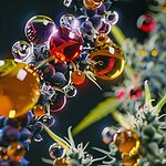 Terpenes are aromatic organic compounds responsible for the characteristic aroma and flavor of cannabis, as well as contributing significantly to its therapeutic effects.