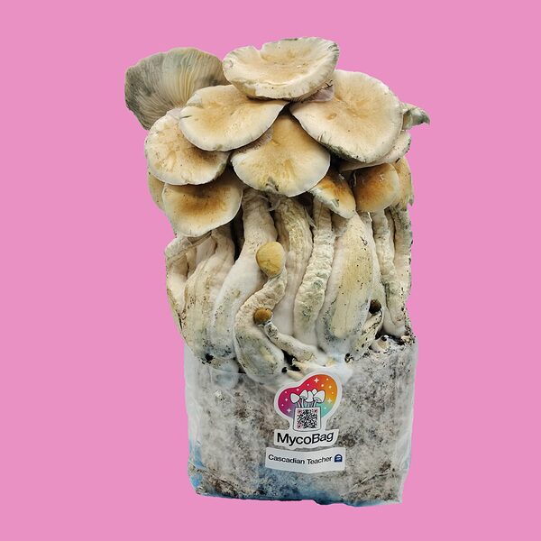 shrooms-cascadian-teacher-mycobag-product-1