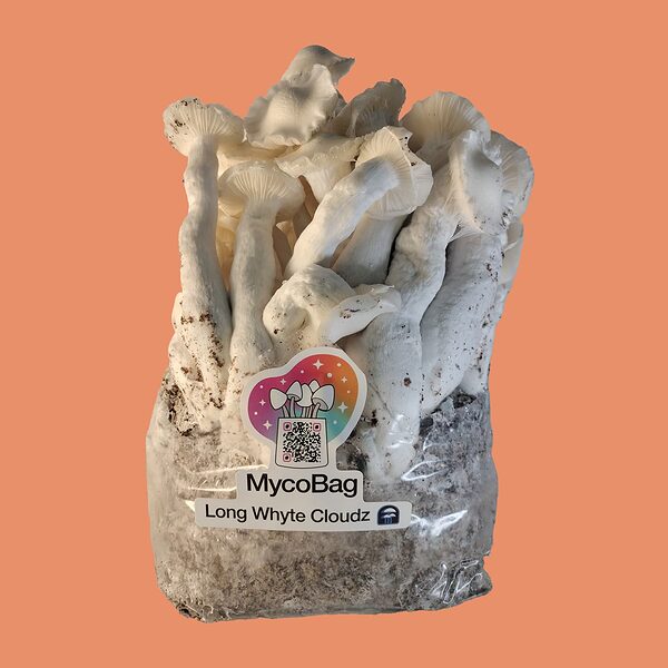 shrooms-long-whyte-cloudz-mycobag-product-1