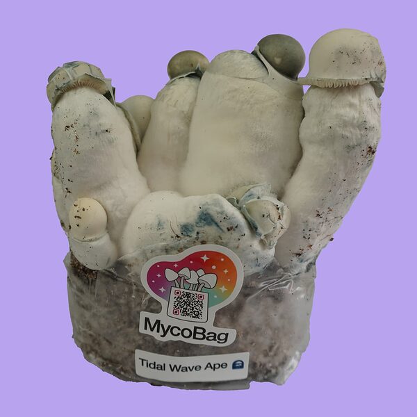 shrooms-tidal-wave-ape-mycobag-product-1