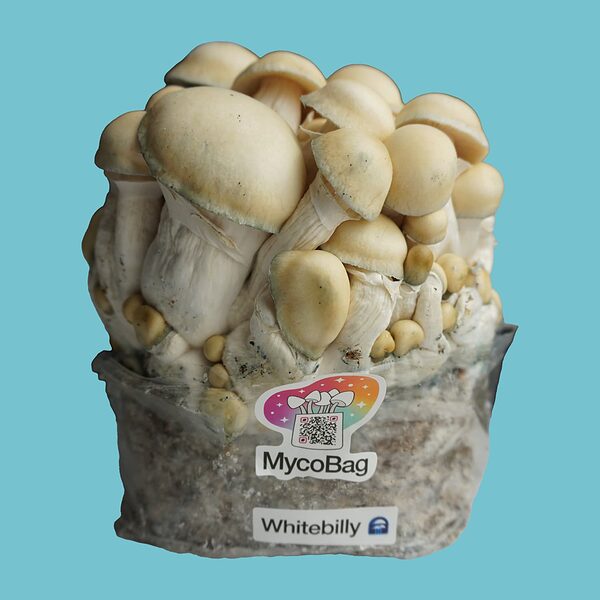 shrooms-whitebilly-mycobag-product-1