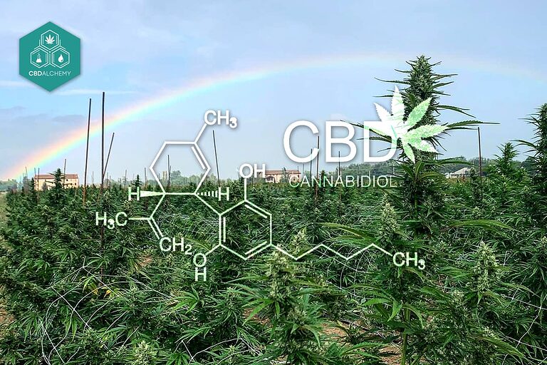 Experience the purity of CBD from naturally grown hemp plants in the lush landscapes of Italy.