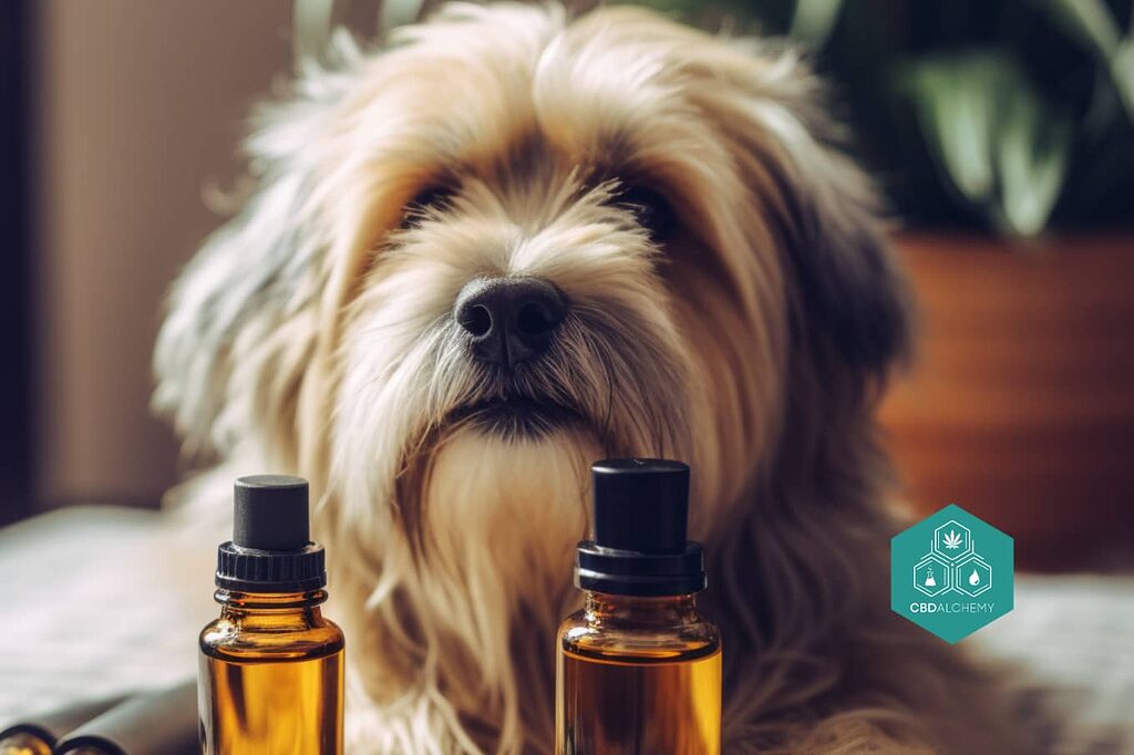 Choisir la meilleure huile de CBD pour votre chien