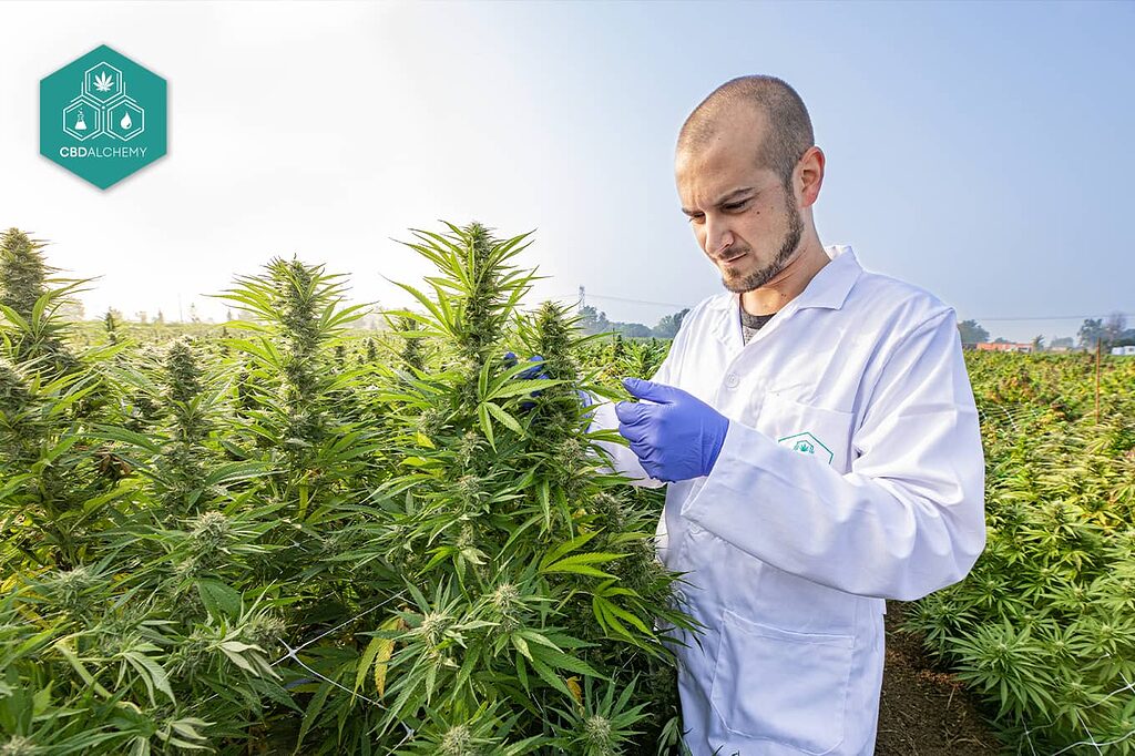 Quality control and research on our CBD hemp flowers.