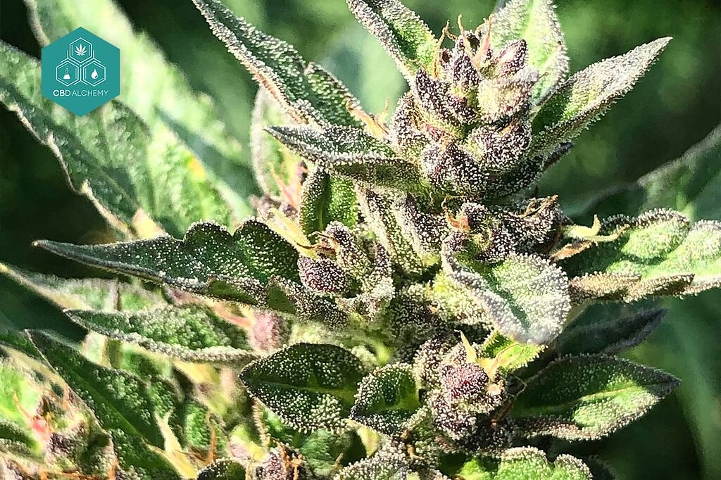 Fiori di CBD a basso contenuto di THC: legali ed efficaci.