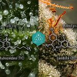 Comparaison de la structure moléculaire des composés du CBD et du THC.