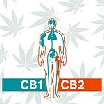 Système endocannabinoïde humain montrant les récepteurs CB1 et CB2 interagissant avec les cannabinoïdes pour réduire l'anxiété.