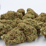 Sélection de fleurs de CBD de qualité supérieure pour la vente en gros.