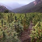 Champs de cannabis à Ketama, au cœur du Rif marocain.